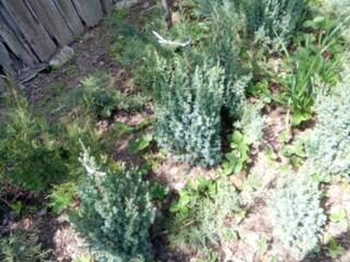 Продажа туи