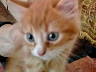 Отдам котят.