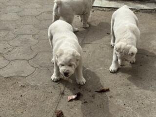 Щенки алабая