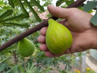 Smochin. Puieti 200 - 350 lei. Soi Dalmatian, autofertil.