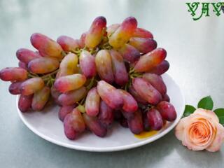 Прививка винограда.