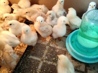 Продам цыплят мясо яичной породы. Возраст две недели.