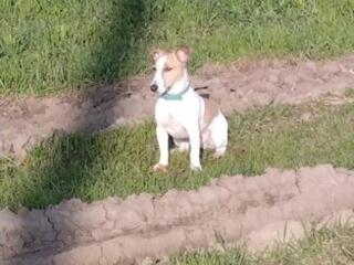 Отдам в хорошие руки Джек Рассел- терьера щенку 7 месяцев