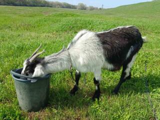 Продаются козы