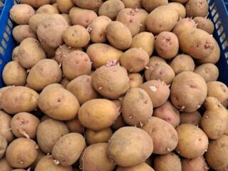 Продам семена картофеля 'пьянычка"