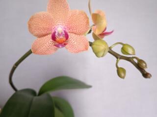 Орхидея Sunset love