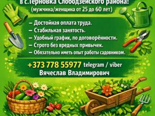 Агентство "Алиса" ищет садовника в Терновке с опытом ухода за розами!