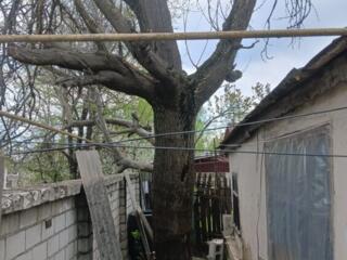 Спил дерева