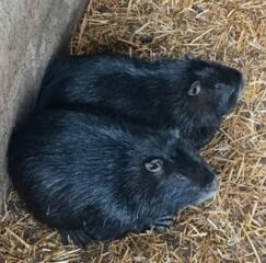 Самцы нутрий 5-6 месяцев.