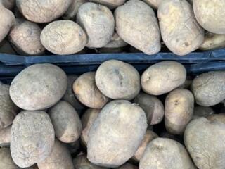 Картофель «Сантэ». Осталось 150 кг.