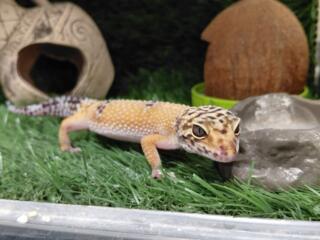 Продам Ящерицу-Эублефара