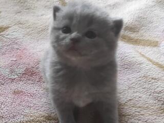 Продам плюшевых котят