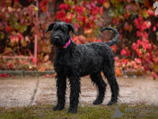 Ризеншнауцер ищет Дом!