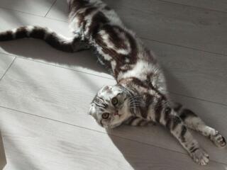 Ищем жениха на вязку