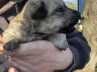 Отдам в добрые руки