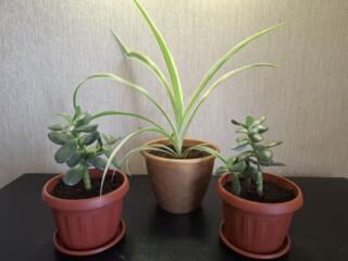 Комнатные цветы