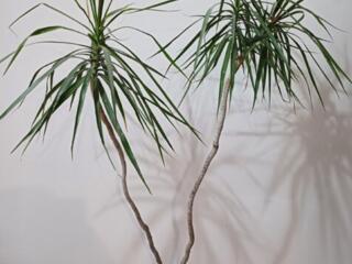 Продам Драцену