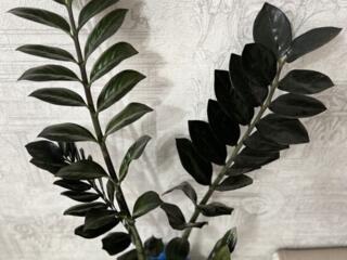 Для дома и офиса! Замиокулькас Raven чёрный Zamoculcas Raven Black