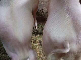 Продам свиней