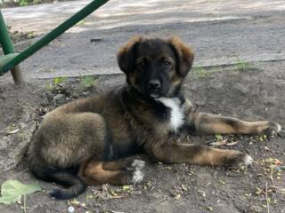 В добрые заботливые руки щенок