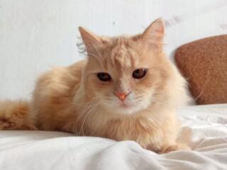 Хайленд-страйт вязка