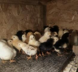 Продам Недельных цыплят