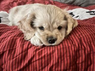 Продам щенка американский спаниель