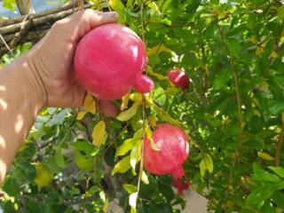 Гранат морозостойкий до -17 -19°C., 150 лей саженец. "Гюлоша красная"