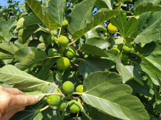 Инжир саженцы, сорт Kадота Зелённый 2- летний, 150 лей.