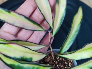 Хойя Кентиана