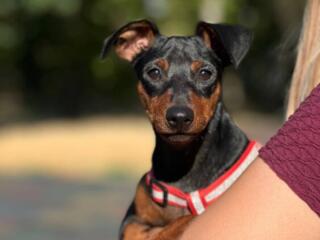 Цвергпинчер ищет невесту