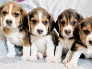 Щенки Бигля