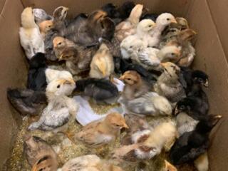 Продаются 2-х недельные цыплята