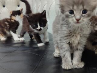 Отдадим в добрые руки