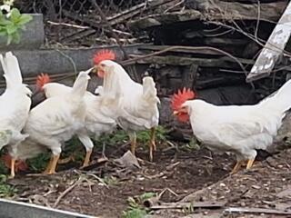 Продам 5 петушков породы Леггорн(4 месяца). Уже готовы к оплодотворению