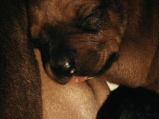 Щенки американского питбультерьер 35 дней