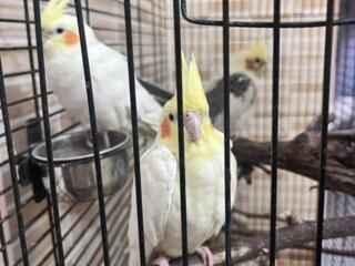 Продам кореллу