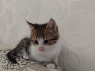 Котята в добрые, заботливые руки!