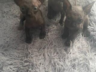 Котята канадского сфинкса