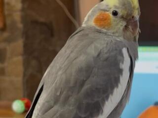 Улетел попугай, корелла