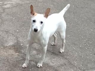 Отдам в добрые руки