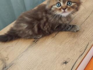 Шотландские котята.