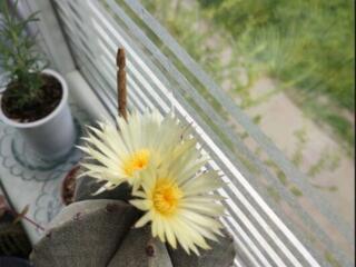 Куплю живые камни!