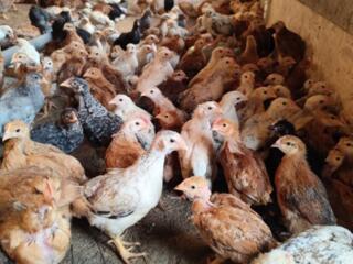 Продам цыплят