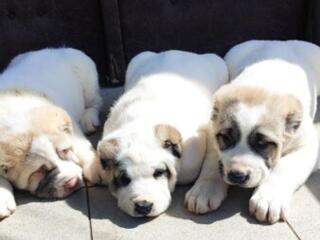 Продаются щенки Туркменского Алабая