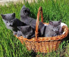 Котята британцы. Рождены 6 марта.