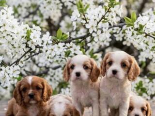 Кокер спаниель