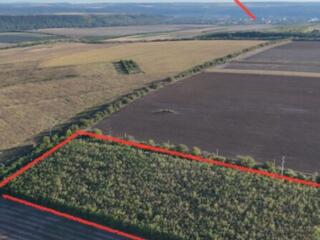 Pădure 3ha Egoreni Soroca 56900€ 060333677