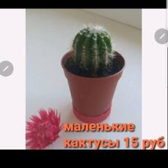 ПРОДАМ Мяту, мелису, кактусы, маленькие и большой есть. разные цветы