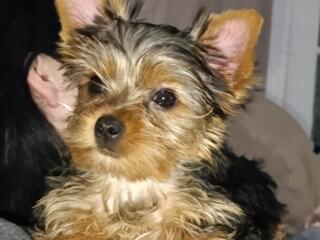 Продам щенков йоркширского терьера